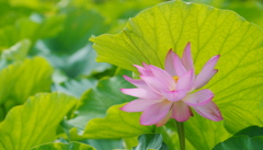 蓮の花
