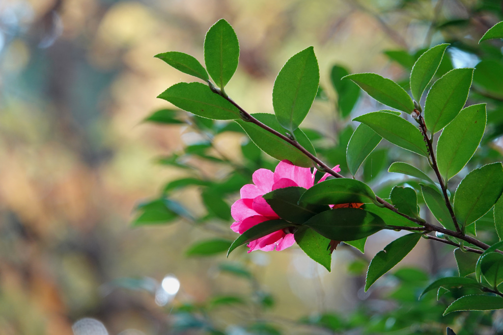 山の山茶花