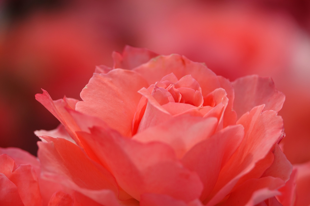 魅惑の薔薇色