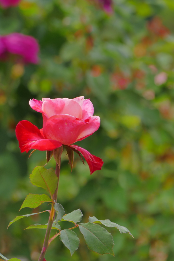 薔薇（1）