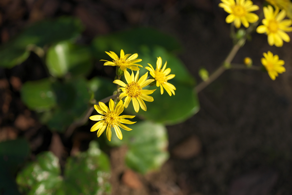 ツワブキの花