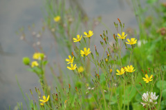 あぜ道の小花