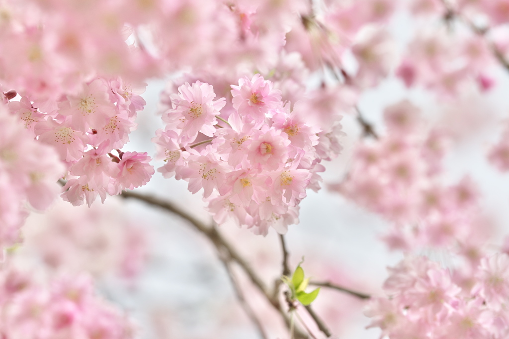 枝垂れ桜