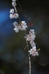 枝垂れの桜