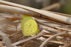花が｡｡｡ないの