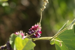 葛の花