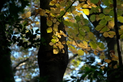 木漏れ日の黄葉