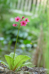 クリンソウ｡｡｡一輪