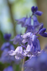 木漏れ日のツリガネスイセン