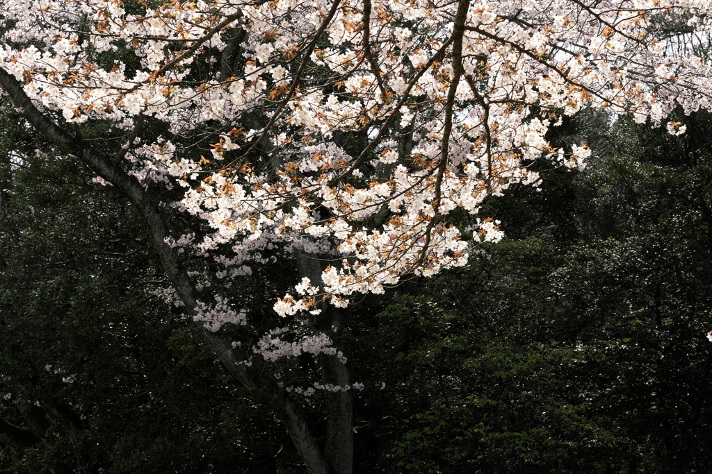 桜