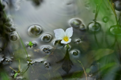 水草白花 (2)