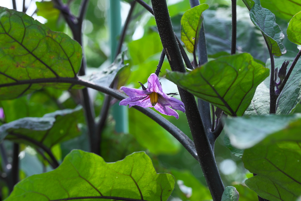 夏野菜の花　なす