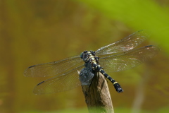 （2）　はあぁぁぁ｡｡｡ためいき