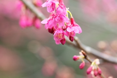 寒緋桜