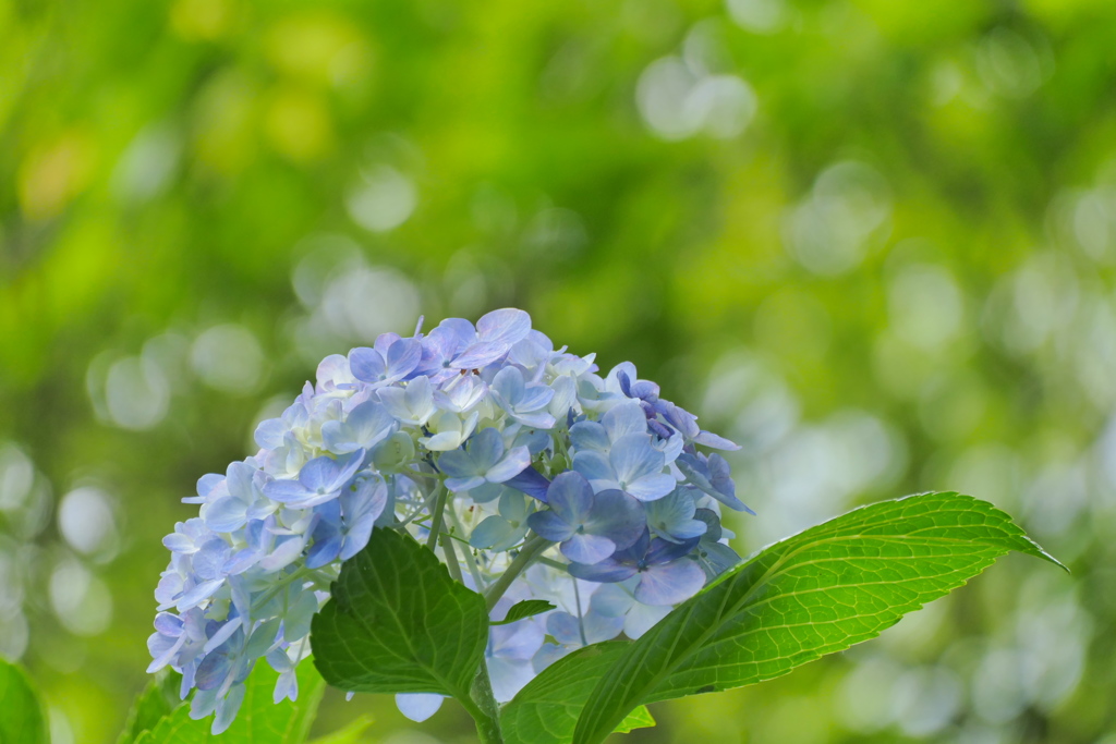 木蔭で涼を