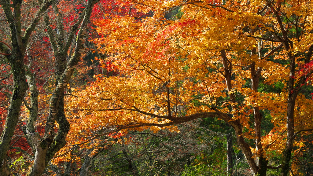 紅葉