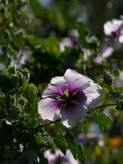 花アオイ｡｡｡かな
