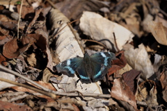 もしもし越冬明けですか？