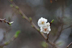 子福桜