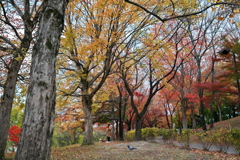 晩秋の公園