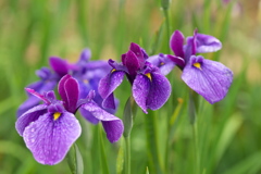 花菖蒲