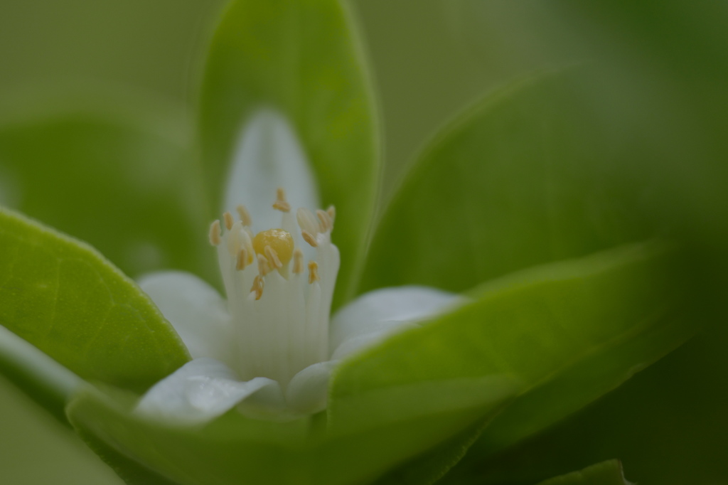 金柑の花
