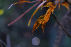 晩秋の葉