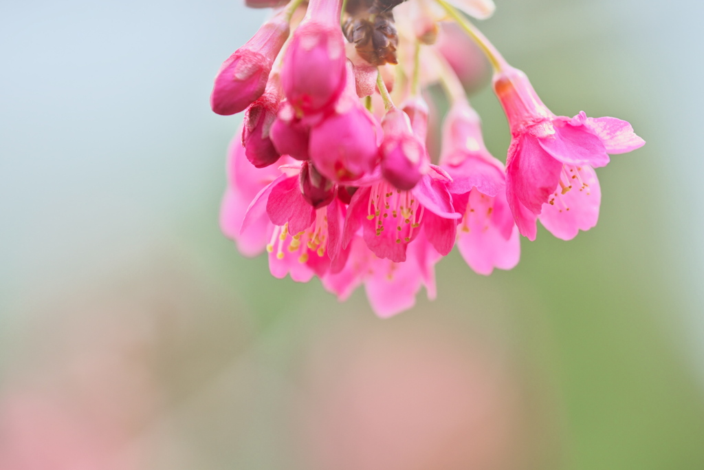 寒緋桜