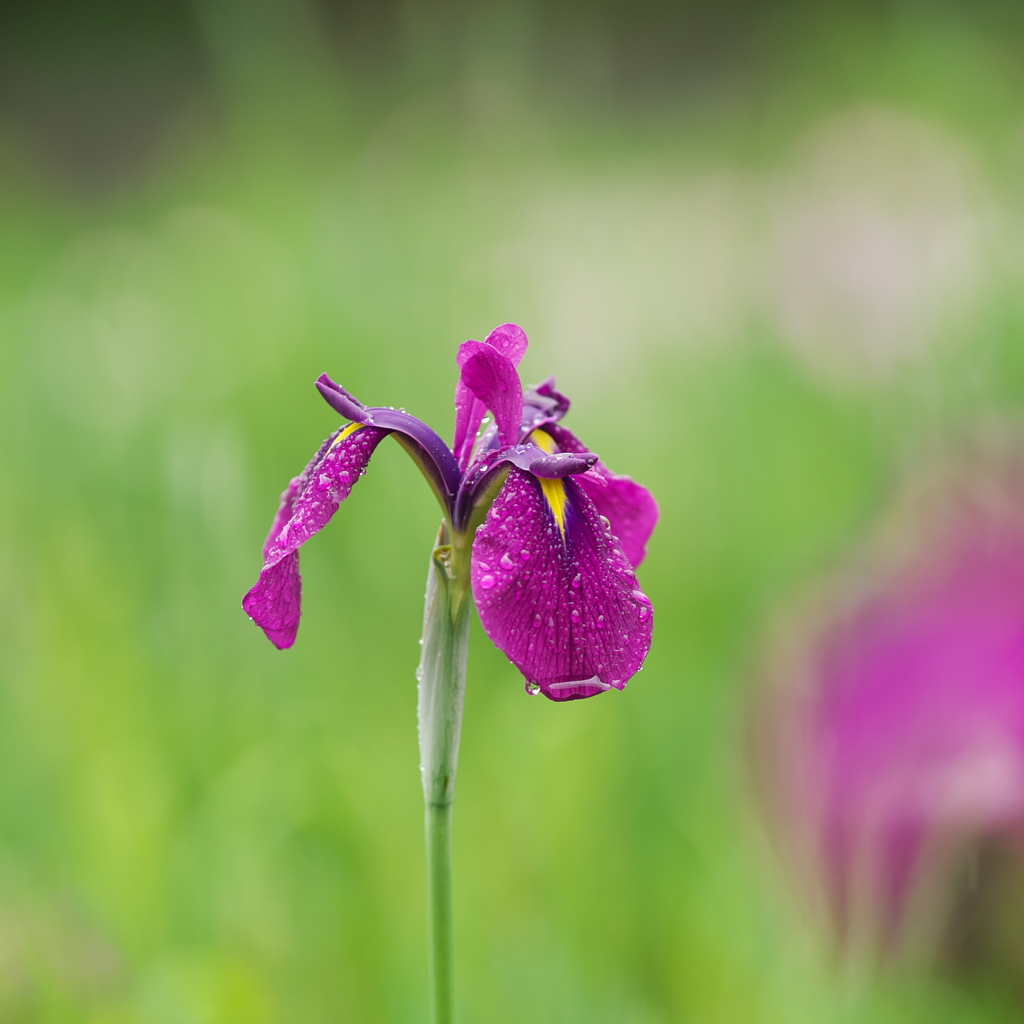 雨の花菖蒲