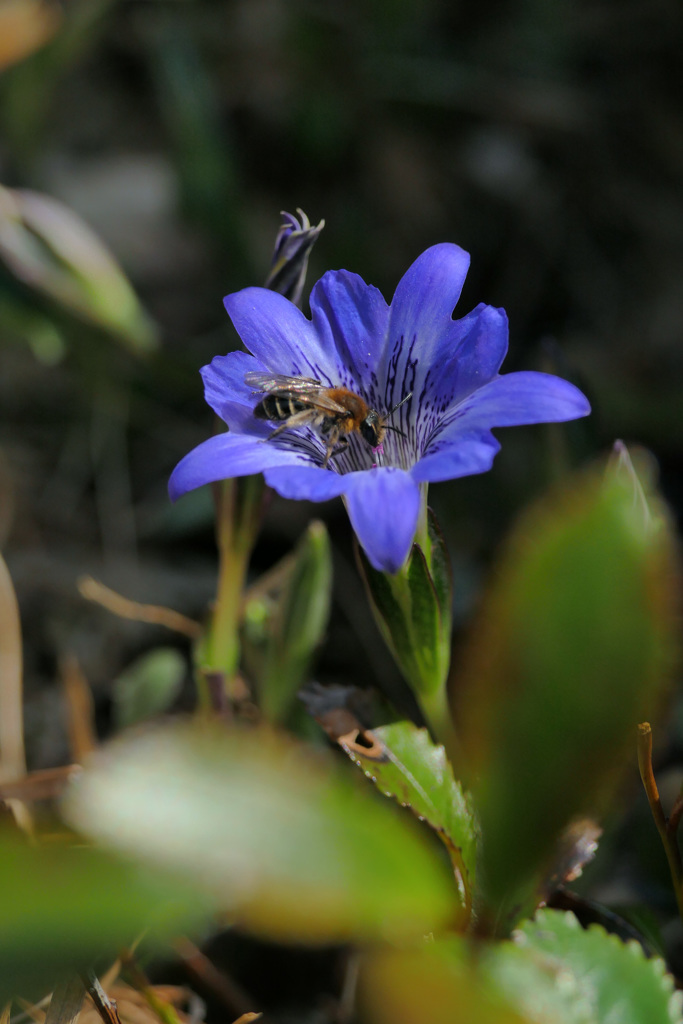 ハルリンドウと　蜂