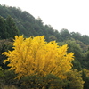 山のイチョウ
