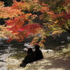 ふたりの紅葉