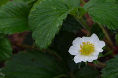 初冬のイチゴの花