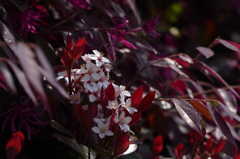 魅惑の小花
