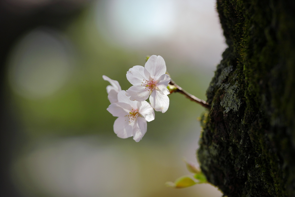 胴咲の桜