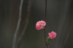 冬の木陰　薄桃の木瓜