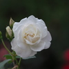 白い薔薇