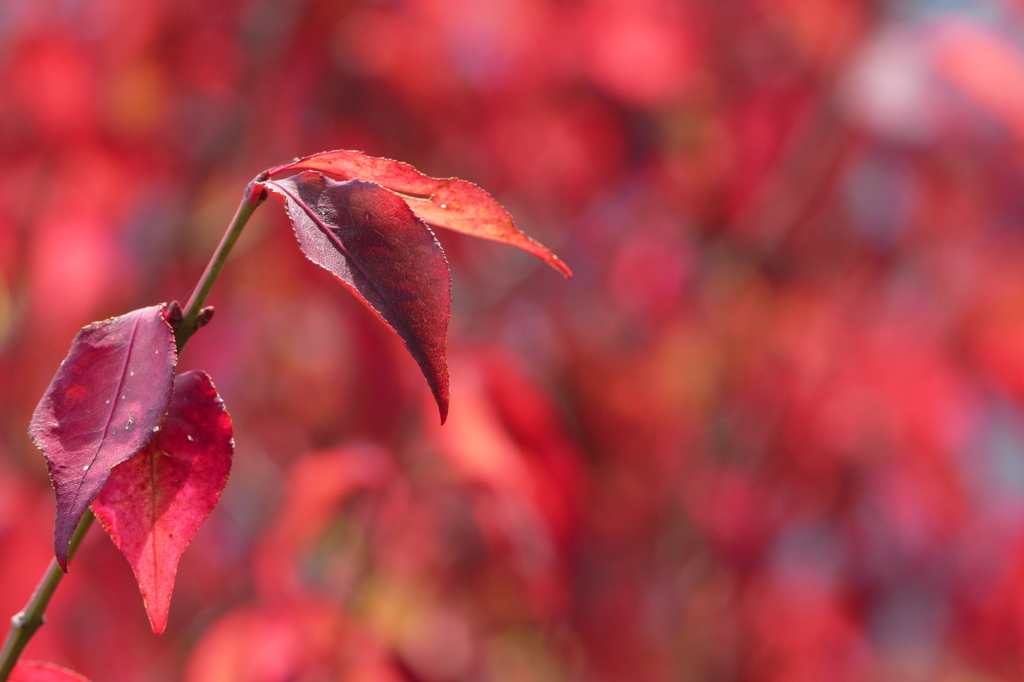 高原の紅葉（8）