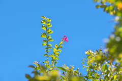 秋空さわやか百日紅