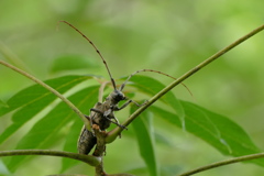 クワカミキリ（2）