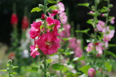 梅雨の花　タチアオイ