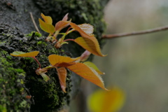 胴咲き葉桜