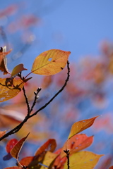 秋空覗く桜葉