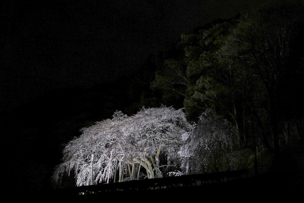 夜の枝垂れ桜