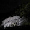 夜の枝垂れ桜