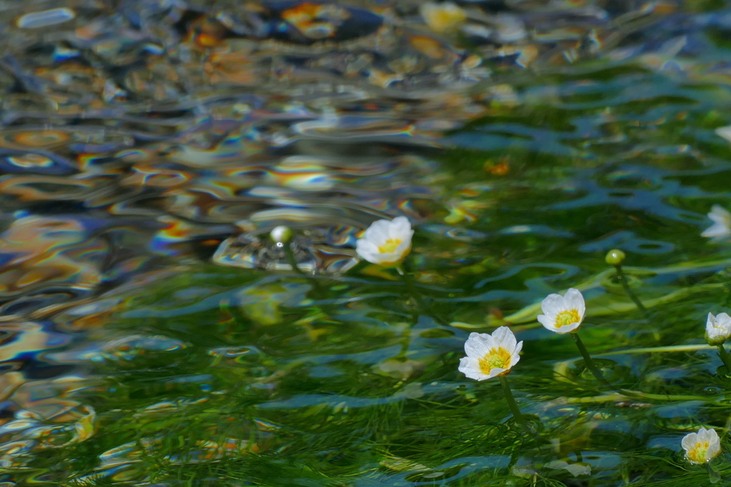 清流の花