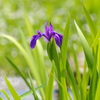 初夏の花