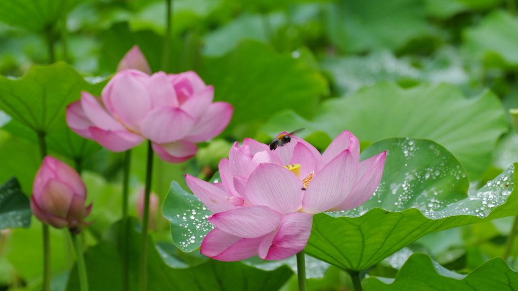 雨上がりの朝　蓮とクマバチ