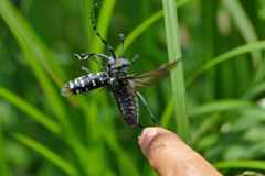 （1）　どわあぁぁぁ！！！｡｡｡びっくりィ