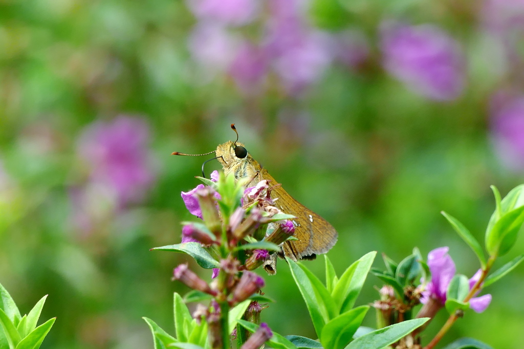 あまいでちゅ～